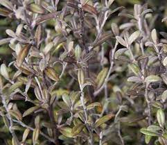 Corokia Frosted Chocolate 3lt